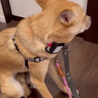 「ここはどこなの？」