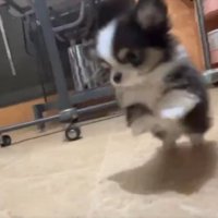 可愛すぎる