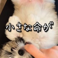 仰向けで指を甘噛みする犬