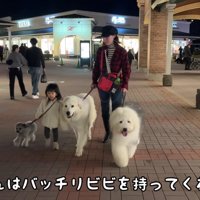 わんこたちとろのちゃん