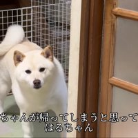 お兄ちゃんが玄関に行くと…