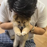 キョトン顔の子犬