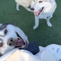 赤ちゃんを気にかけながら遊ぶ2匹