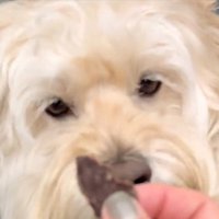 おやつ