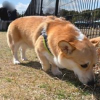 すみっこ