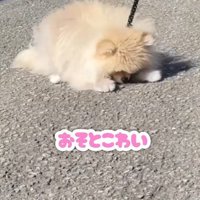 「お外怖い…」