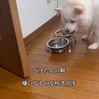 カリカリを吐き出すべらちゃん