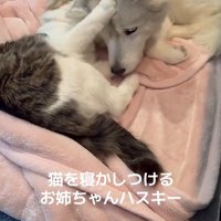 ローズちゃんとロイくんのお昼寝3