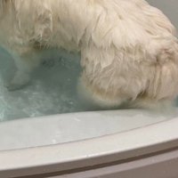 お風呂に入ったくららちゃん