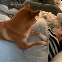 全然起きないパパ