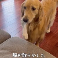 遊んでほしいアピールかな？
