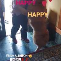 飛びつく大型犬