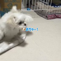 おしりを追いかける小型犬