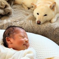 クッションの上で眠る赤ちゃんをそばで見守る白い犬