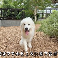 女性に向かって駆けてくる犬