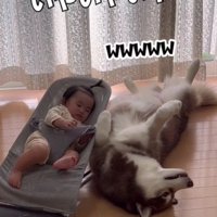 寝てるのはたぬきちちゃん！