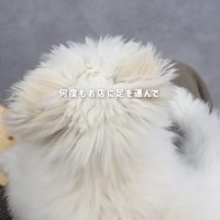 白い犬の後頭部