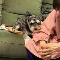 おばあちゃんの手を見つめる犬