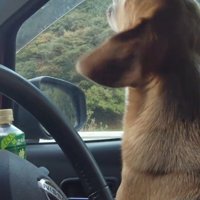 車の中で遠吠えする犬