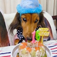 誕生日ケーキを食べる犬