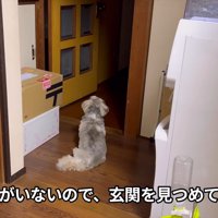 玄関をじーっ