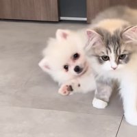 子猫と寝起きの子犬