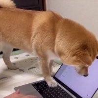 真剣