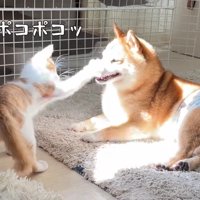 子猫たちが攻撃態勢に！