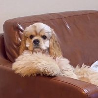 こちらを見るハムちゃん