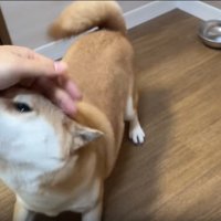 手を追う犬2