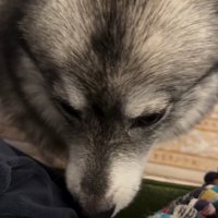 下を向く犬