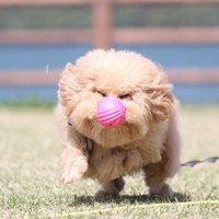 顔面キャッチするポテチくん