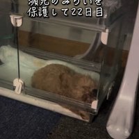 みらいちゃんが元気になるまで