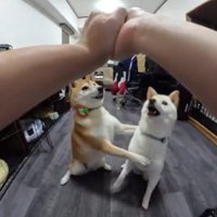 制止