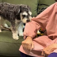 おばあちゃんの服を咥える犬