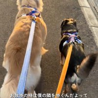 べる君とばむ君