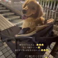 笑顔で飼い主をふり返る犬