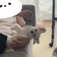 寝てブラッシングされる犬2