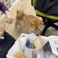 郵便物をクンクン…
