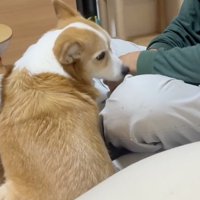 おじいちゃんの手に顔を近づける犬