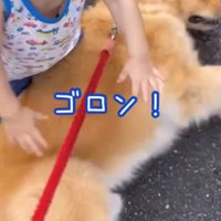 ゴロンと転がる犬
