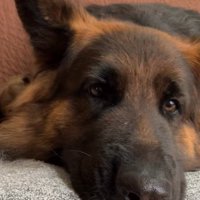 子犬にとっても優しい