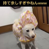 頭が大きく膨らんだ犬