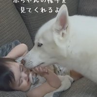 赤ちゃんを見守る大型犬