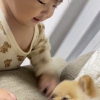 犬に手が当たってしまった子ども