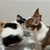 うめちゃんの遊びの誘い方9