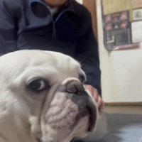 カメラを見つめる犬