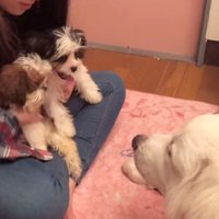 膝の上で甘える2匹の犬