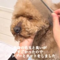 投稿者にトリミングしてもらう犬