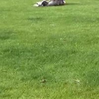 子犬の可愛さにメロメロに♡